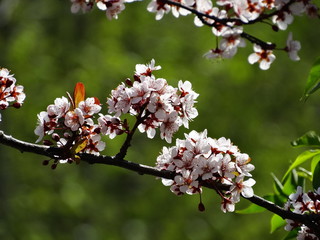 Blossoming garden