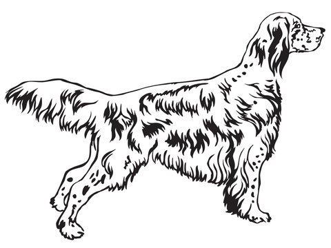 Decorative standing portrait of English Setter vector illustration
