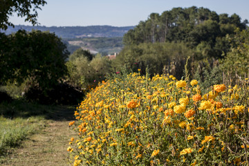 Fototapeta na wymiar Flores amarillas en el camino