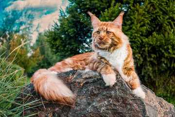 A big maine coon cat sitting on the grey rock in the summer forest.