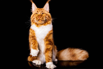 Big maine coon cat on black background, isolated, studio.