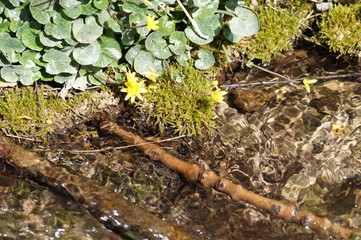 Pflanzen am Fluss