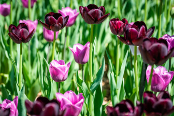 Flowers in spring bloom