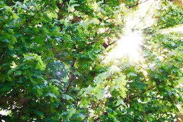 The rays of the sun making their way through the leaves of the maple