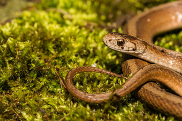Northern Brown Snake (Storeria dekayi)