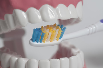 Teeth human model with color toothbrush.