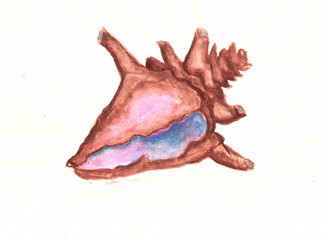 Drawing with watercolor paint: a large horned oceanic shell.