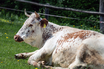 Milchkuh auf der Weide beim relaxen