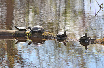 joint rest turtle and snake