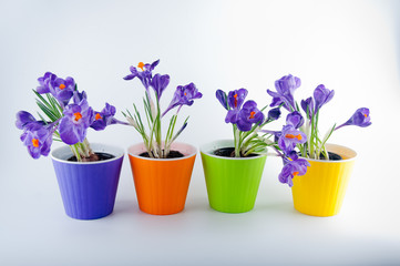 Fototapeta na wymiar Four colored plastic pots with purple crocus flowers