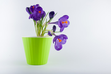 Nice spring flowers in green pot standing on white background