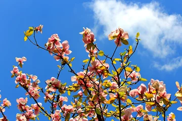 Crédence de cuisine en verre imprimé Magnolia fleur de printemps d& 39 un magnolia