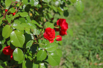 cespuglio di fiori di rosa