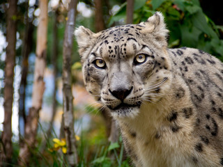 Snow leopard looking at camera