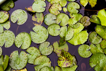 Green water lily pads after rain.