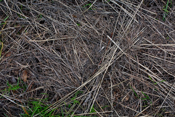 texture of old straw