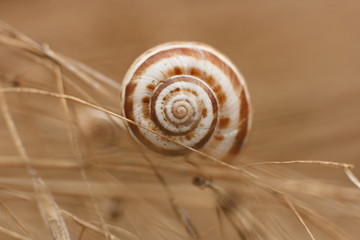 Nautiluses in nature on plants, flowers, in fields. Spiral. A twist of life. Sink. Beauty forms in nature.