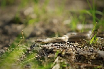 Close up image of brown grass snake (Coronella austriaca) crawling on ground, blurry green grass in background, sunny day