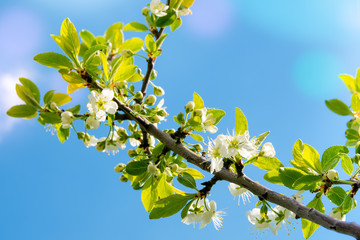 Obraz premium twig flowering tree against the blue sky in the spring