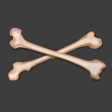 Illustration of two bones.