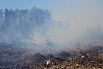 Wildfire in field - smoke, burning meadow in spring, summer against the blue sky