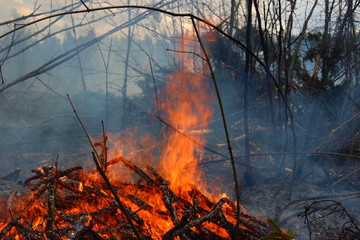 Forest fire in pine forest close-up - fire, smoke, burning branches in spring, summer