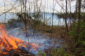 Obraz premium Forest fire in pine forest close-up - fire, smoke, burning branches in spring, summer