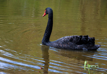 Black swan on the lake. Close-up
