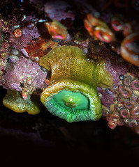 Giant Green Sea Anemone Hanging from a Rock