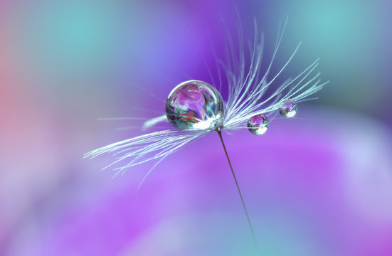 Fototapeta Abstract macro photo.Dandelion and water drops.Artistic Background for desktop. Flowers  with pastel tones.Tranquil abstract closeup art photography.Print for Wallpaper.Floral fantasy design.