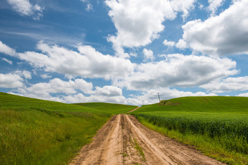 Dirt road running through bright green farmland in the Palouse country of Washington State in the spring.