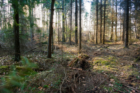 In the middle of a forest © Maciej