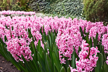 Fototapeta premium Flowerbed with pink blooming hyacinths