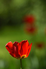 scarlet tulip on a green meadow