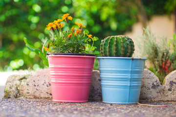 cactus pot and yellow flowers pot