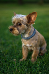 Small beige puppy dog