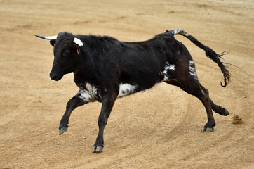 bull