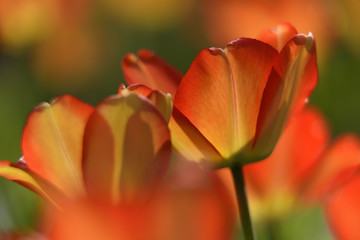 Closeup of Tulips on Sunny Day