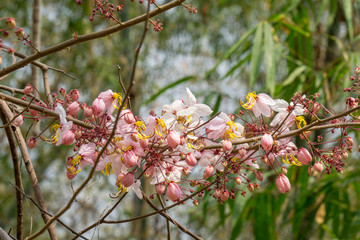 Flowers of Cassia bakeriana or common name Horse Cassia , Pink Cassia , Pink Shower or Wishing Tree. Flowering plants in the legume family usually found in every part of Thailand.
