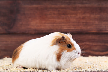 Guinea pig with sawdust on brown background