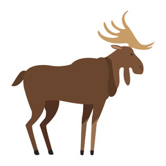 Reindeer wild animal vector illustration graphic design