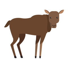 Baby bison wild animal vector illustration graphic design