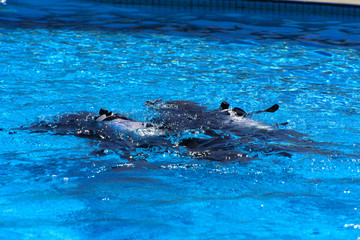 Fototapeta premium Divers sink in the pool. The teacher teaches the pupil the rules and the lesson of diving. Travel, water sports in the open air, scuba diving lessons.