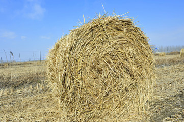Fototapeta na wymiar Dry straw group