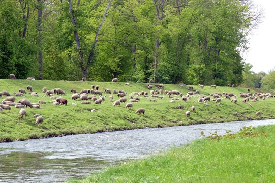 Flock of sheep with many young animals in a pasture at the Elster in Leipzig