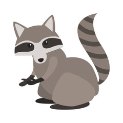 Raccoon wild animal vector illustration graphic design
