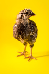 Farm Chicken Closeup