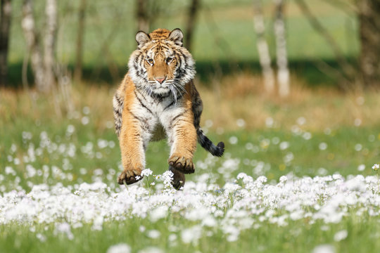 Sibirischer Tiger