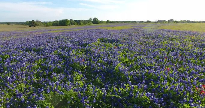 Texas Bluebonnets and Wild Flowers in Field on Spring Afternoon Aerial