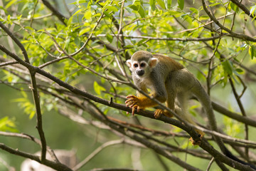 Common Squirrel Monkey on a branch in the rainforest. (Saimiri sciureus)